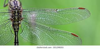 Attēlu rezultāti vaicājumam “Gomphus flavipes”