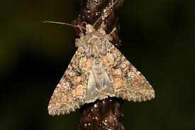 Attēlu rezultāti vaicājumam “Mamestra brassicae”