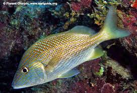 Image result for Haemulon plumierii