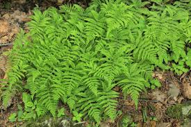 Attēlu rezultāti vaicājumam “Phegopteris connectilis”