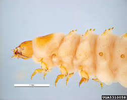 Attēlu rezultāti vaicājumam “Mellicta athalia larva”