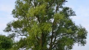 Attēlu rezultāti vaicājumam “Salix fragilis”