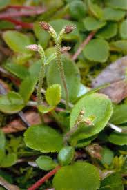 Attēlu rezultāti vaicājumam “Linnaea borealis leaf”