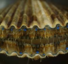 Attēlu rezultāti vaicājumam “Craterium minutum stalked”