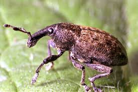 Attēlu rezultāti vaicājumam “Dendrophagus crenatus”