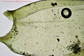 Attēlu rezultāti vaicājumam “Neckera crispa sporophyte”