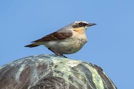 Attēlu rezultāti vaicājumam “Phylloscopus trochiloides adult”