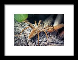 Attēlu rezultāti vaicājumam “Pisaura mirabilis”