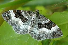 Attēlu rezultāti vaicājumam “Epirrhoe”