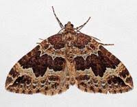 Attēlu rezultāti vaicājumam “Lampropteryx suffumata”