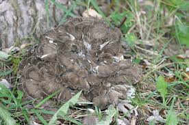 Attēlu rezultāti vaicājumam “Grifola frondosa”