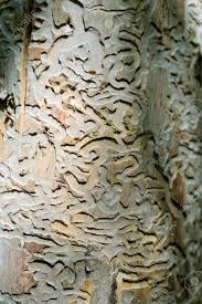 Attēlu rezultāti vaicājumam “Anobium pertinax”