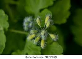 Attēlu rezultāti vaicājumam “Chelidonium majus bud”