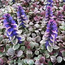 Attēlu rezultāti vaicājumam “Ajuga reptans”