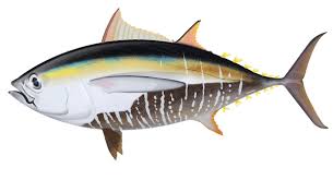Image result for Thunnus atlanticus