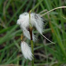 Attēlu rezultāti vaicājumam “Eriophorum latifolium flower”