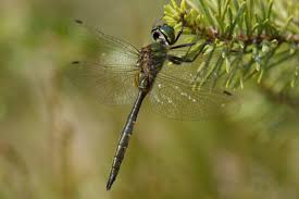 Attēlu rezultāti vaicājumam “Somatochlora flavomaculata”