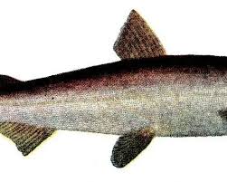 Image result for Coregonus albula