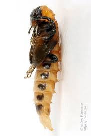 Attēlu rezultāti vaicājumam “Schizotus pectinicornis larva”