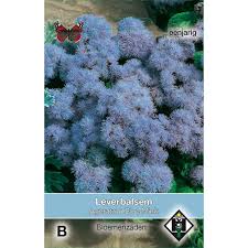 Image result for Ageratum mexicanum