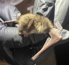 Attēlu rezultāti vaicājumam “Myotis sp.”