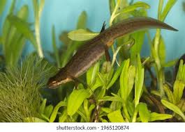 Attēlu rezultāti vaicājumam “Triturus vulgaris”