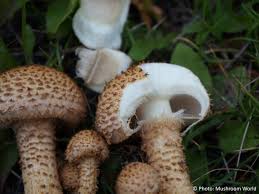 Attēlu rezultāti vaicājumam “Pholiota squarrosa”