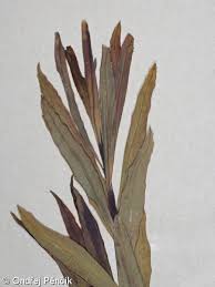 Attēlu rezultāti vaicājumam “Euphorbia palustris fruit”