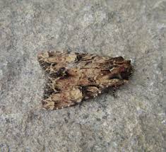 Attēlu rezultāti vaicājumam “Apamea epomidion”