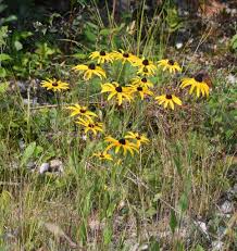 Attēlu rezultāti vaicājumam “Rudbeckia hirta var. pulcherrima”