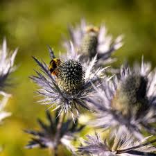 Image result for Blaudistel