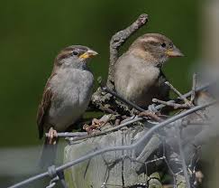 Attēlu rezultāti vaicājumam “Passer domesticus juvenile”