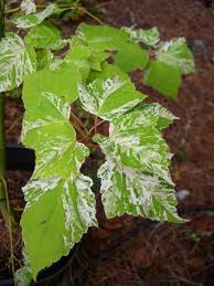 Attēlu rezultāti vaicājumam “Acer rufinerve”