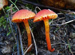 Attēlu rezultāti vaicājumam “Mucronella”