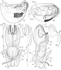 Attēlu rezultāti vaicājumam “Pinthaeus sanguinipes”