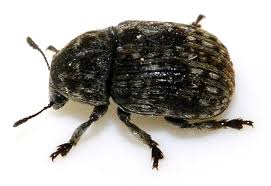 Attēlu rezultāti vaicājumam “Anthribus nebulosus”