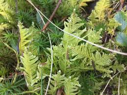 Attēlu rezultāti vaicājumam “Ptilium crista-castrensis”