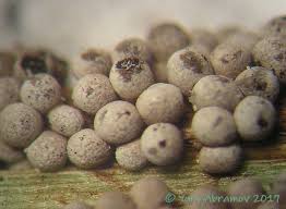 Attēlu rezultāti vaicājumam “Badhamia lilacina”