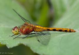 Attēlu rezultāti vaicājumam “Badhamia bethelii macro”