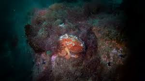 Image result for Barnsley BSAC Divers