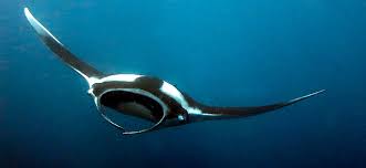 Image result for Mobula alfredi