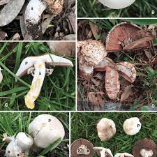 Attēlu rezultāti vaicājumam “Agaricus”