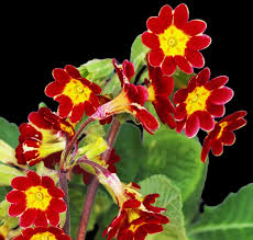 Attēlu rezultāti vaicājumam “Primula veris flower”