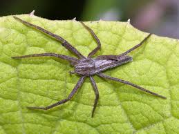 Attēlu rezultāti vaicājumam “Tibellus oblongus”