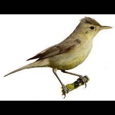 Image result for Hippolais pallida