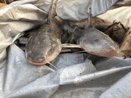 Image result for Ariopsis felis