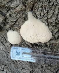 Attēlu rezultāti vaicājumam “Reticularia lycoperdon spores”