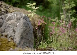 Attēlu rezultāti vaicājumam “Silene viscaria bud”