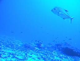 Image result for Caranx lugubris