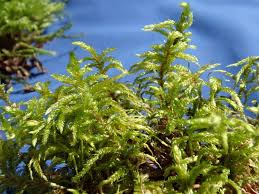 Attēlu rezultāti vaicājumam “Pleurozium schreberi sporophyte”